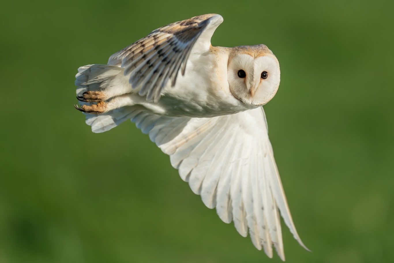 © Emil Kalibradov / Unsplash, 2024 A barn owl in flight with outstretched wings against a green background.